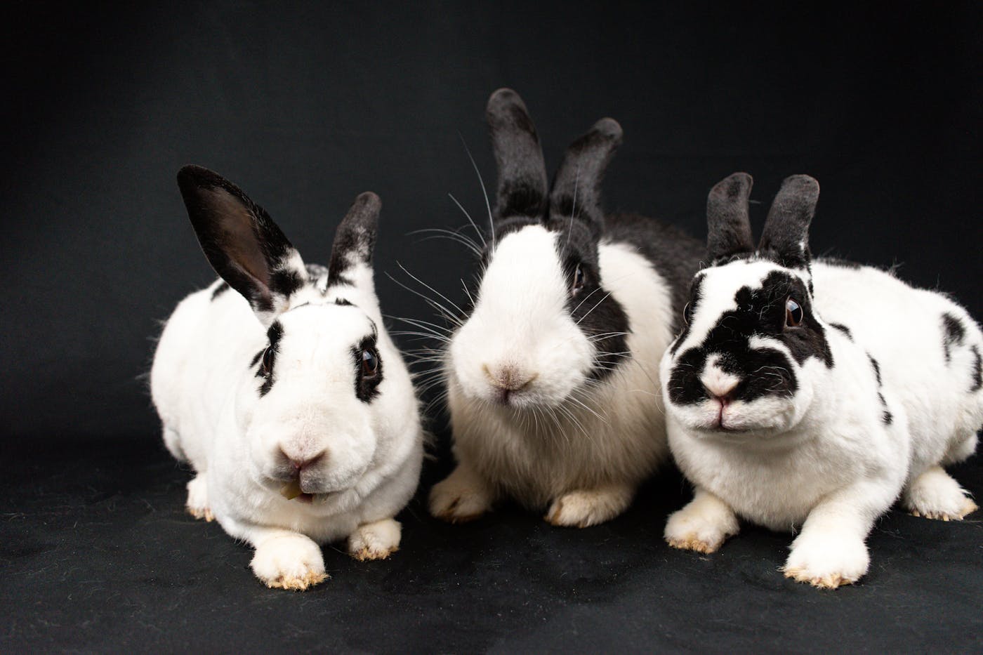 Jak vybrat zdravého králíka: na co se zaměřit u chovatele