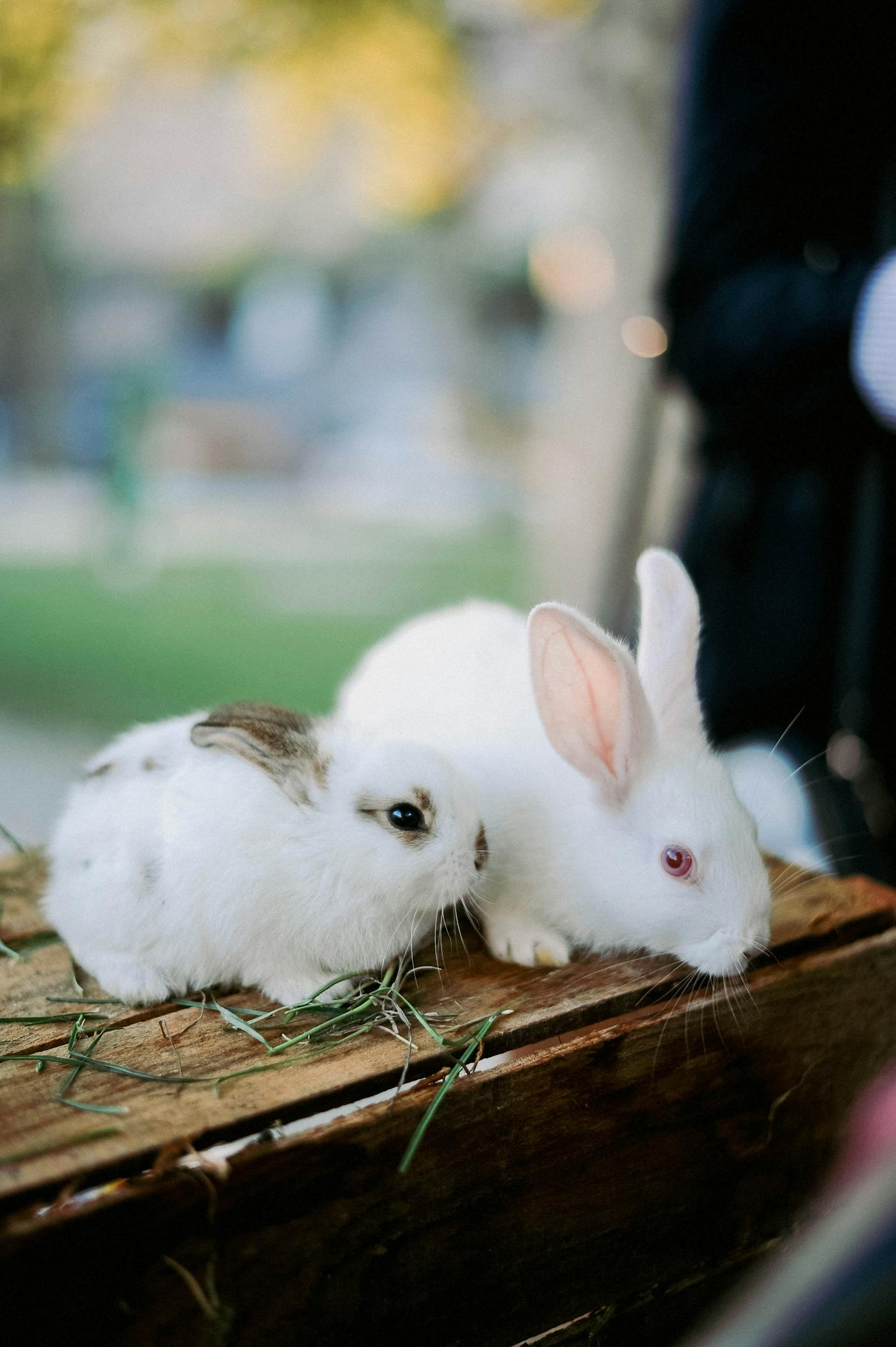 7 příznaků, že je králík nemocný (a kdy hned k veterináři)
