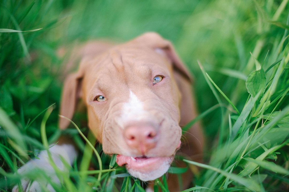 Proč pes jí trávu a kdy je to důvod k veterináři
