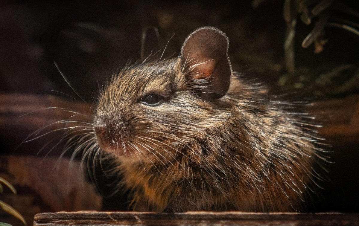 Proč osmák degu žvýká dřevo a co mu nabídnout místo toho